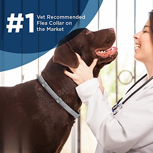 Large Dog Bayer Dog Collar Bayer Seresto Large Dog Monighetti's