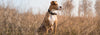 Victor Grain Free Active Dog and Puppy Food 5 lb.
