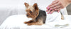 Fromm Gold Small Breed Adult