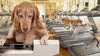 Fromm Gold Weight Management