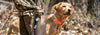 Victor Hi Pro Plus Dog Food 40 lb.