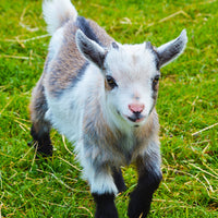 Showmaker Pygmy Goat with Rumensin 50 lb.