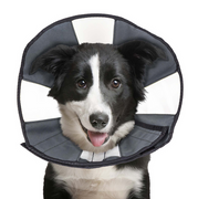 Zenpet Pro Cone - Large